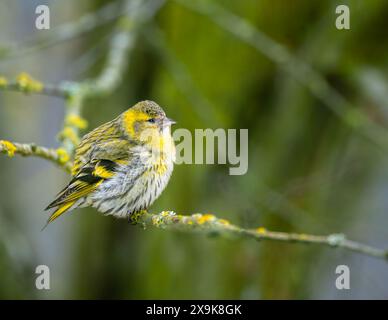 Female black-headed goldfinch sitting on a twig Stock Photo