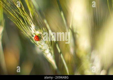 A ladybug rests on a stalk of wheat in a field near Seville, Spain. Stock Photo