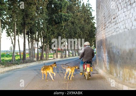 A hunter in Pilas, Seville, Spain, trains his greyhounds with a motorcycle on a paved road lined with trees. Stock Photo