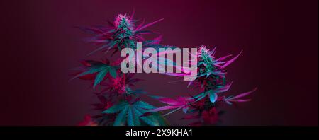 Cannabis plants with flowering buds in colored neon purple led light. Long banner with bushes of medicinal marijuana strain on dark background. Beauti Stock Photo