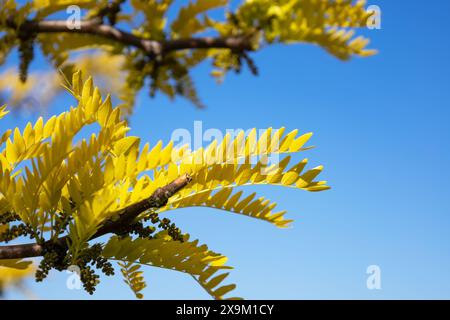 Branch of the Honey locust Sunburst tree in the family Fabaceae. Bright young twig of Gleditsia triacanthos with yellow leaves and buds in the spring. Stock Photo