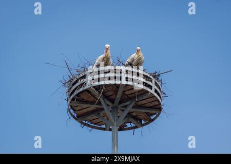 storks, nest, city, urban wildlife, stork nest, rooftops, chimney, birds, nature in the city, urban birds, breeding, large birds, wildlife, nesting Stock Photo