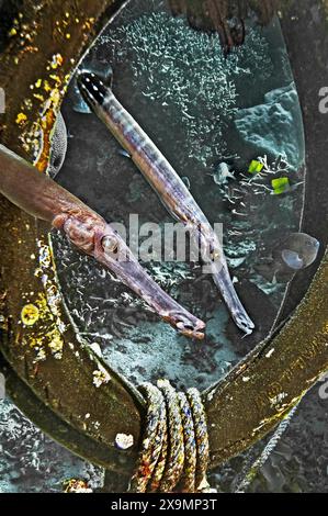 Chinese trumpetfish (Aulostomus chinensis), Wakatobi Dive Resort, Sulawesi, Indonesia Stock Photo