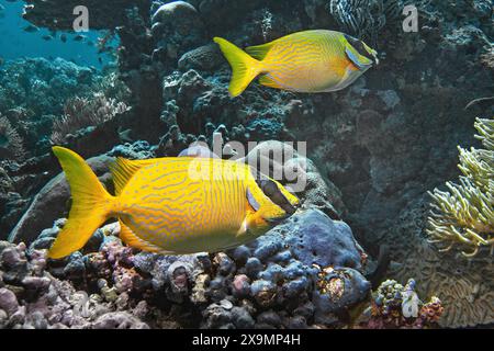 Masked rabbitfish (Siganus puellus), Wakatobi Dive Resort, Sulawesi, Indonesia Stock Photo