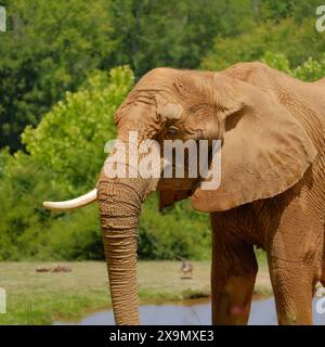 African elephant at zoo Stock Photo