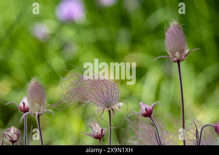 Macro abstract ethereal view of blooming prairie smoke (geum triflorum) flowers, with wispy red smoke-like hairs and defocused background Stock Photo