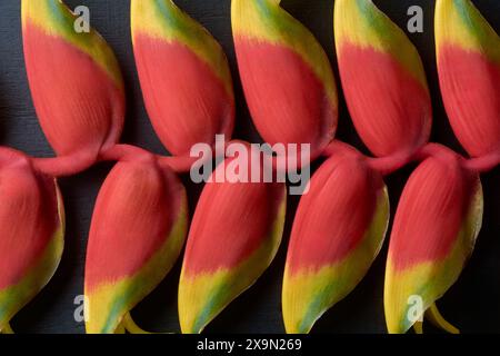 close-up of heliconia flower abstract, hanging lobster claw, false bird of paradise or wild plantain, tropical exotic plant vibrant long lasting Stock Photo