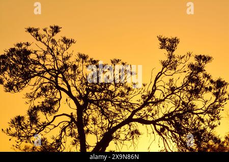 A banksia tree in silhouette at sunset with golden light behind it at Kogolaup Lake, Beeliar Regional Park, Perth, Western Australia. Stock Photo