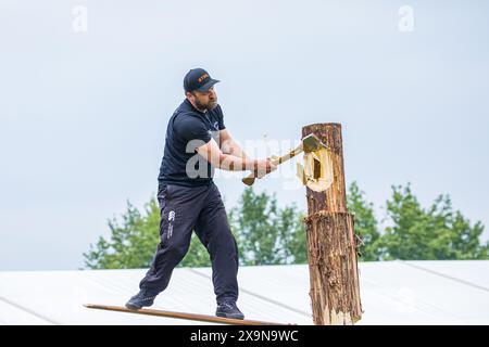 SHEPTON MALLET, SOMERSET, UK. 1st June, 2024,   Dorset Axemen displaying their wood cutting and wood chopping skills to the crowds at the Royal Bath and West Show 2024. Credit John Rose/Alamy Live News Stock Photo