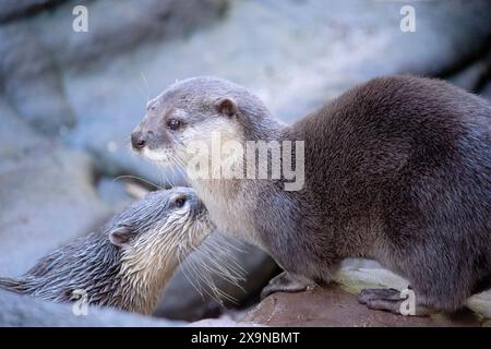 Asian small clawed otters are small, with short ears and noses, elongated bodies, long tails, and soft, dense fur. Stock Photo