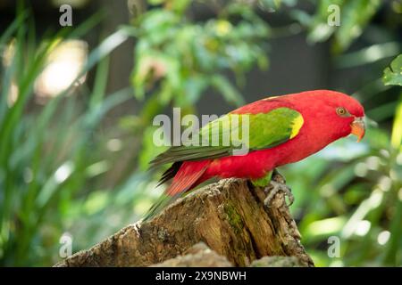 The chattering lory has a red body and a yellow patch on the mantle. The wings and thigh regions are green and the wing coverts are yellow. The tail i Stock Photo