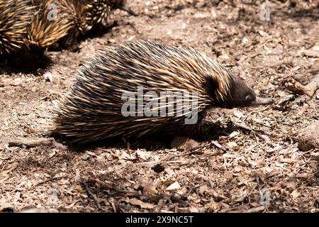 the short nosed has strong-clawed feet and spines on the upper part of a brownish body Stock Photo