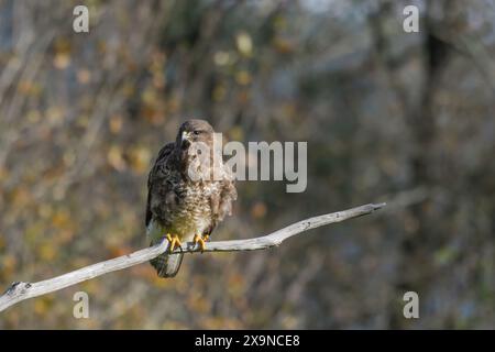 Close-up of common buzzard perched Stock Photo