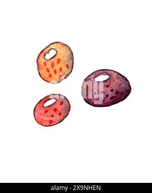 The watercolor art depicts three beans of various colors set against a white backdrop, showcasing a beautiful blend of hues and tones in a simple yet striking composition Stock Photo