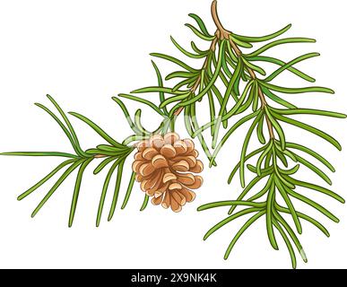 Pine cone with a branch of spruce needles isolated on a white ...