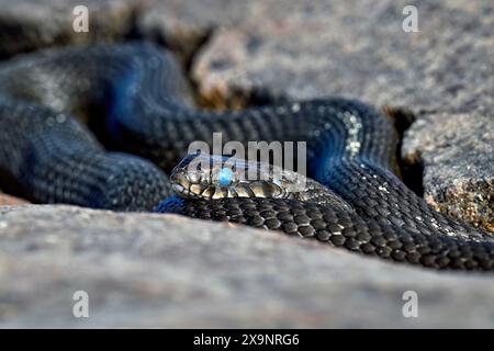 Grass snake is ready to shed the old skin away Stock Photo
