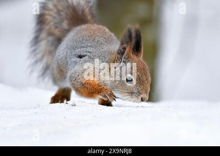 Squirrel on the snow in winter Stock Photo