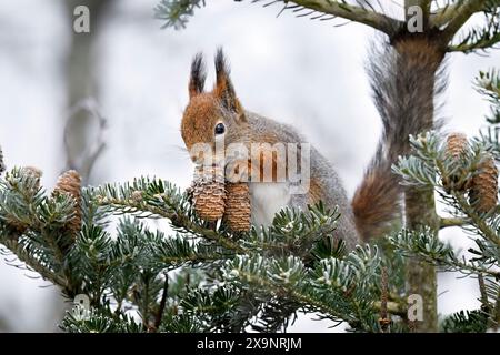 Squirrel eating conifer cone  in winter Stock Photo