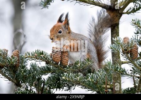 Squirrel eating conifer cone  in winter Stock Photo