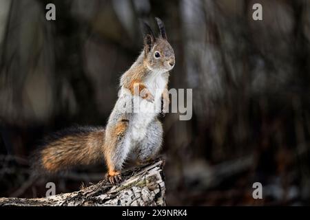 Squirrel standing in winter Stock Photo