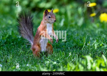 Squirrel standing Stock Photo