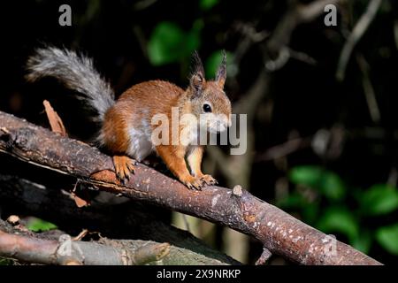 Squirrel on stand-by Stock Photo