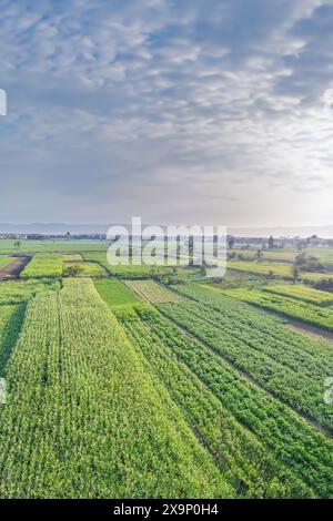 Lush fields growing crops in Luxor, Egypt. Stock Photo