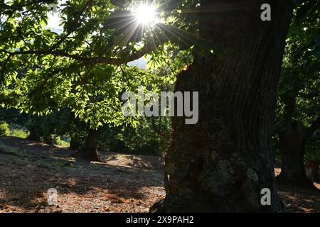 the sun filters through the green chestnut leaves in a forest Stock Photo