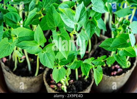 Lush young bean plants with vibrant green leaves sprouting in environmentally friendly biodegradable peat pots, set against a blurred greenhouse backg Stock Photo