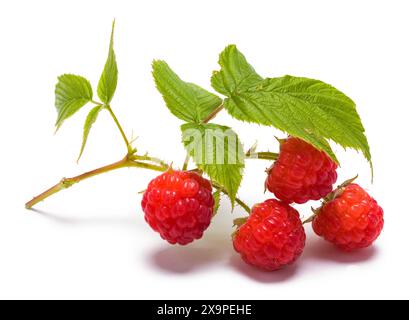 Raspberries on Branch Cut Out on White. Stock Photo