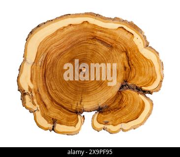 Tree Ring Cross Section Cut Out on White. Stock Photo