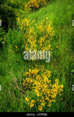 Close up of Broom flowering in the Scottish Borders near the town of Broughtonroadside Stock Photo