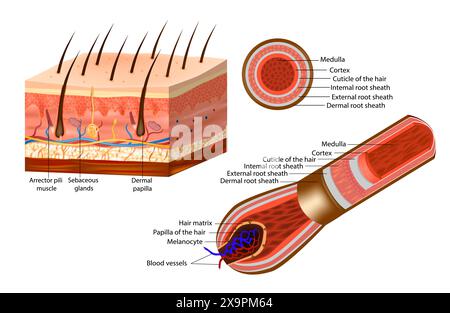 Cross section of a hair strand. Section of skin, showing the epidermis and dermis a hair in its follicle the Arrector pili muscle sebaceous glands Stock Vector