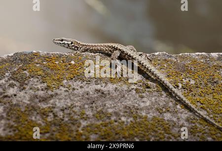 Small lizard basking on a stone wall in warm natural light. Close-up wildlife image of a Mediterranean reptile with detailed scales, long tail and nat Stock Photo