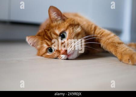 Cute ginger cat lying on the floor close up Stock Photo