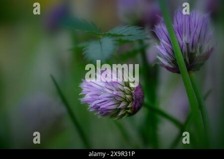 Purple flowers of chives, macro shot against a soft green background in the herb garden, copy space, selected focus, very narrow depth of field Stock Photo