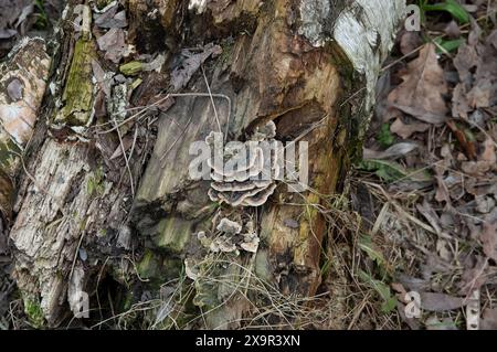 an old rotten birch log lying on the ground Stock Photo