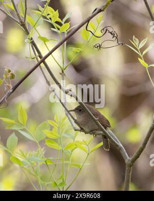 Small Wren House Wren bird songbird perching at Nest Cavity in Aspen Tree vertical ...