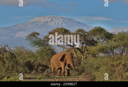 pascal, the bull african elephant standing and eating peacefully in the wild savannah of kimana sanctuary kenya with snow capped mount kilimanjaro in Stock Photo