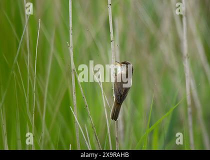 Eurasian Reed Warbler (Acrocephalus scripaceus) perching on a reed, Marsworth Reservoir, Tring, Hertfordshire, England, UK Stock Photo