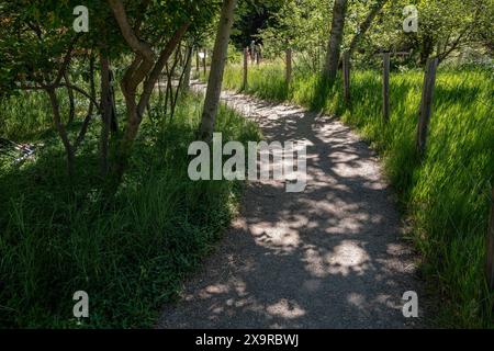 Shaded path leads through trees in a forest Stock Photo - Alamy