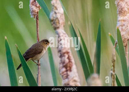 Common Reed Warbler(Acrocephalus scirpaceus) among bulrush blades, Podlaskie Voivodeship, Poland, Europe Stock Photo