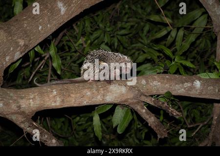 A Brazilian Porcupine (Coendou prehensilis) from the Pantanal of Brazil Stock Photo