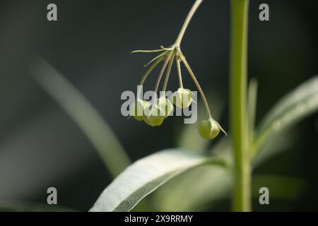 Close up of milkweed flower buds (Gomphocarpus physocarpus) commonly known as swan plant, and grown in gardens to attract monarch butterflies. Stock Photo