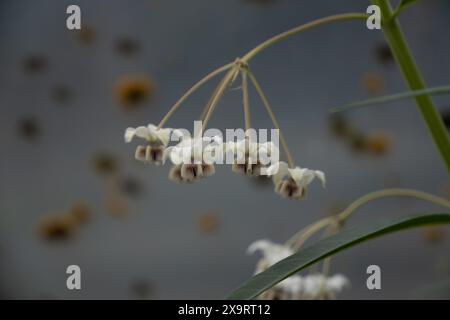 Close up of Asclepias Swan Plant flower, the plant a monarch butterfly caterpillar needs for food. It is toxic to humans. Stock Photo