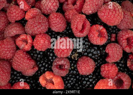 Close up of freshly picked red raspberries and dark blackberries. Stock Photo