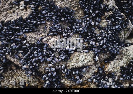 Natural formations and diverse seabed sediments with shells revealed during an ocean tide. Stock Photo