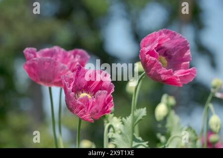 Stunning giant pink poppies, growing amongst other wildflowers at Wisley garden, Woking, Surrey UK. Photographed on a sunny summer's day. Stock Photo