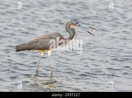 Tricolored heron (Egretta tricolor) swallowing a little caught fish, Galveston, Texas, USA. Stock Photo