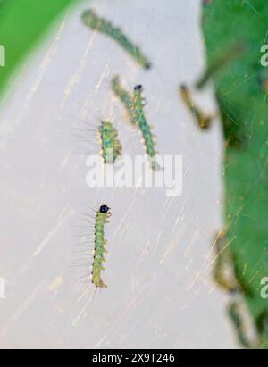 Web nest of fall webworms, caterpillars of the Fall Webworm Moth (Hyphantria cunea) also known as Eastern tent caterpillar, Gypsy moth, Texas Stock Photo